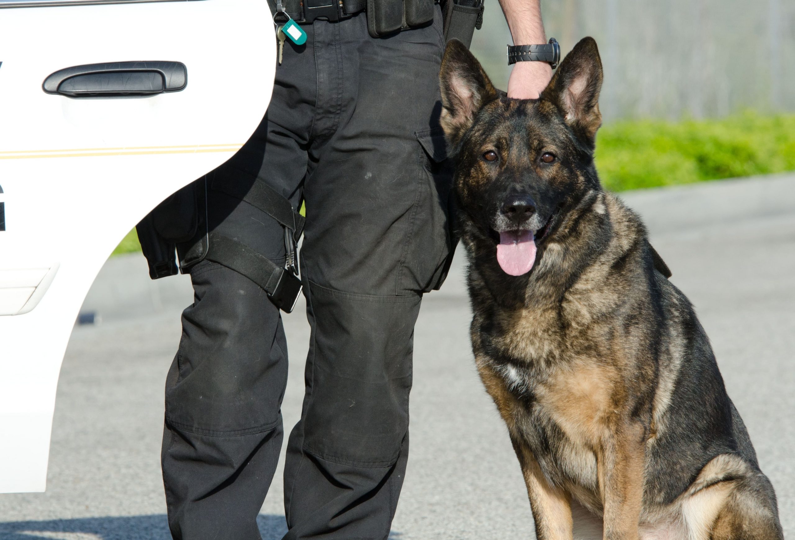 maitre-chien